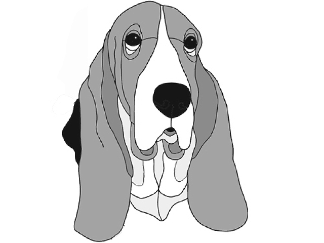 Basset Hound  Head