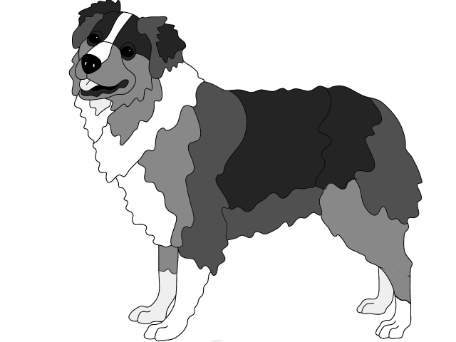 Australian Shepherd Standing