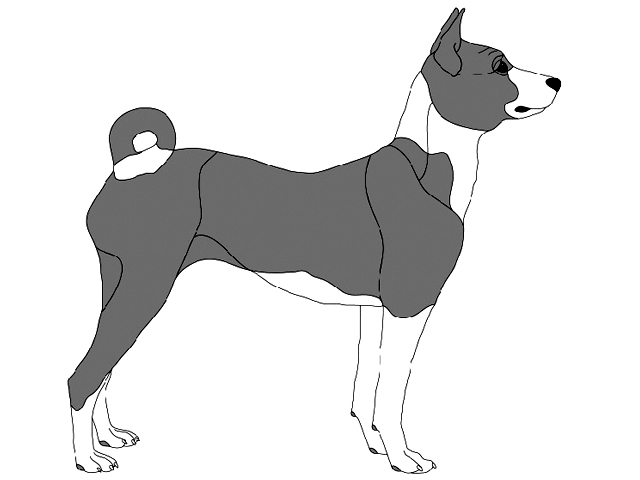 Basenji Standing