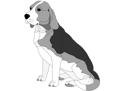 Beagle Sitting