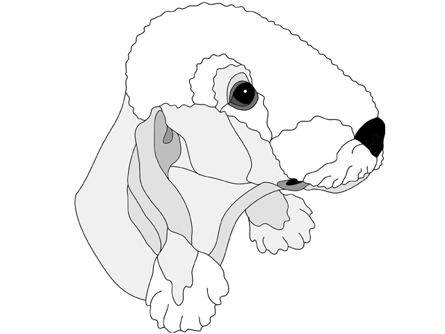 Bedlington Terrier