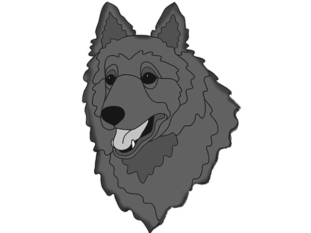 Belgian Sheepdog  Head
