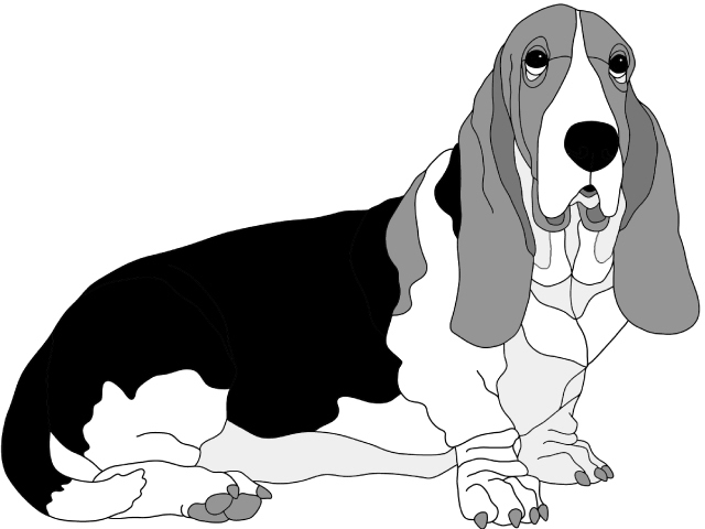 Basset Hound Sitting
