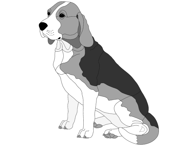 Beagle Sitting
