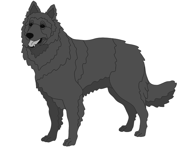 Belgian Sheepdog Standing
