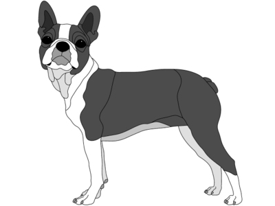 Boston Terrier Standing