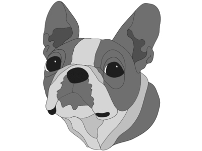 Boston Terrier Head
