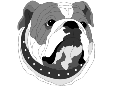 English Bulldog Head