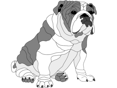 English Bulldog Sitting