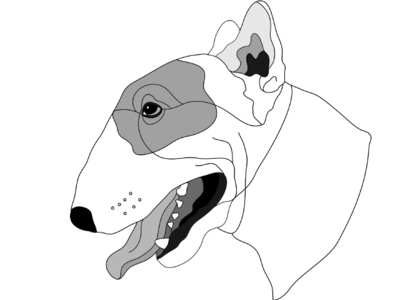 Bull Terrier Head