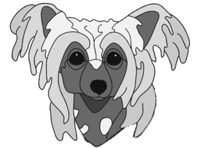 Chinese Crested Head