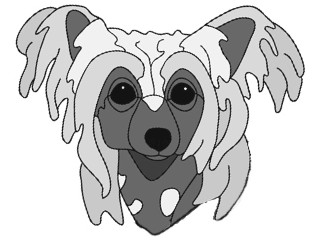 Chinese Crested Head