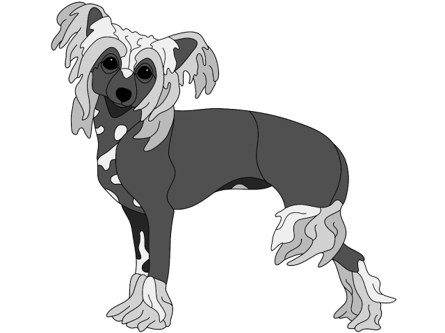 Chinese Crested Standing