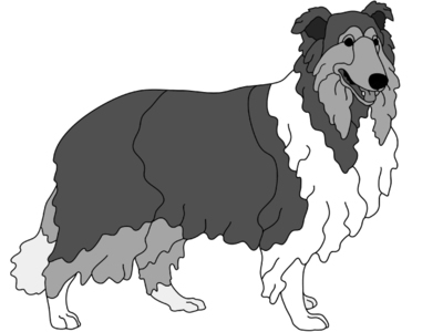 Collie Standing