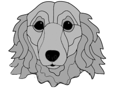 Dachshund Head Long Hair