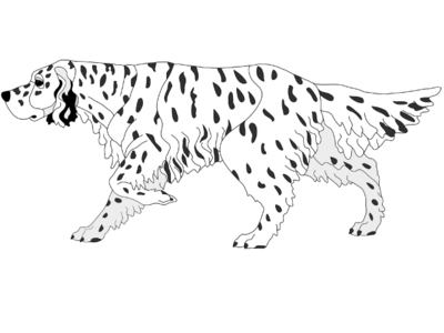 English Setter Pointing