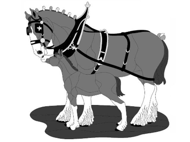Clydesdale &amp; Colt