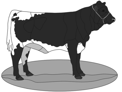Show Cow