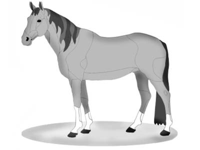 Quarter Horse Standing