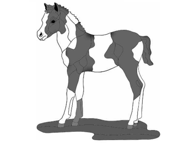 Paint Colt