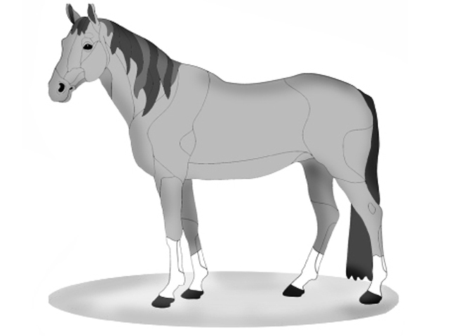 Quarter Horse Standing