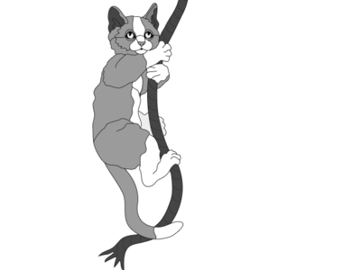 Cat on Rope