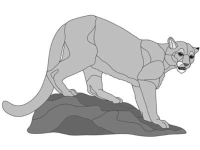 Mountain Lion Standing