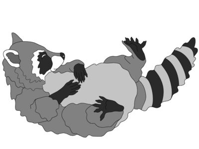 Raccoon Sleeping