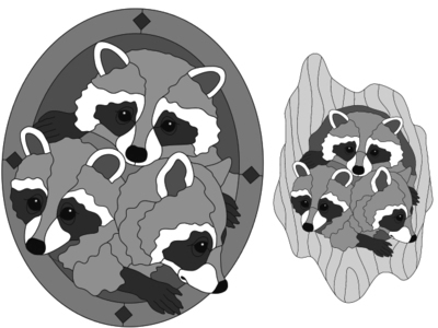 Raccoon Heads