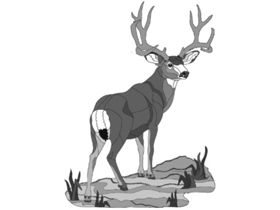 Mule Deer Standing