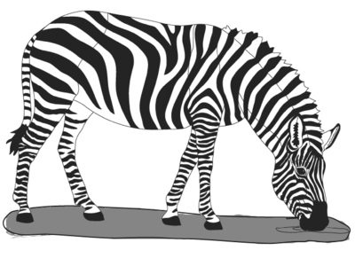 Zebra Standing expert pattern