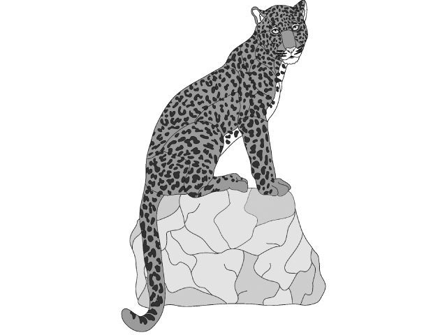 Leopard Sitting