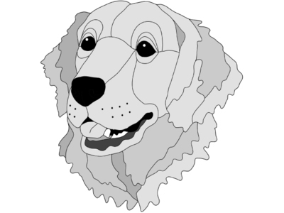 Golden Retriever Head