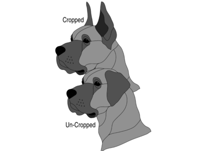 Great Dane head