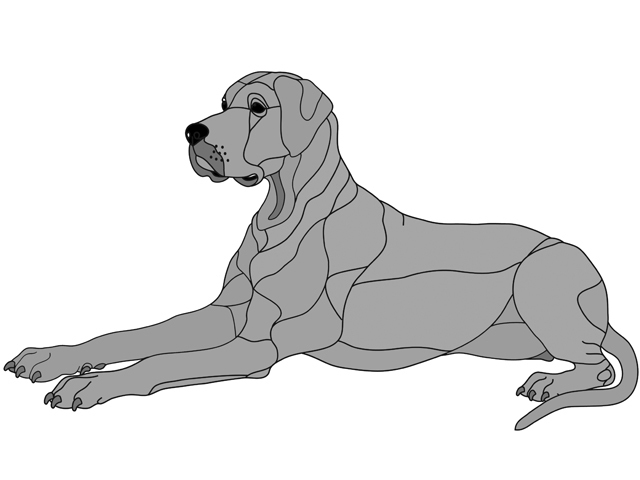 Great Dane Lying