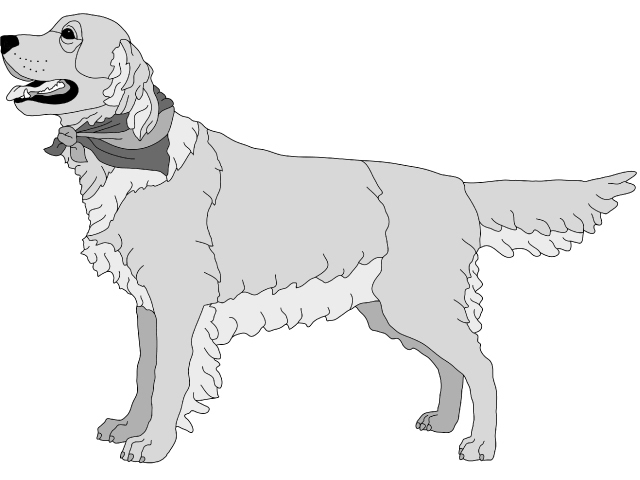 Golden Retriever Standing