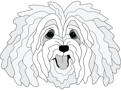 Havanese