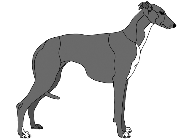 Greyhound Standing