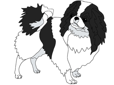 Japanese Chin Standing