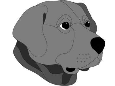 Labrador Retriever Head