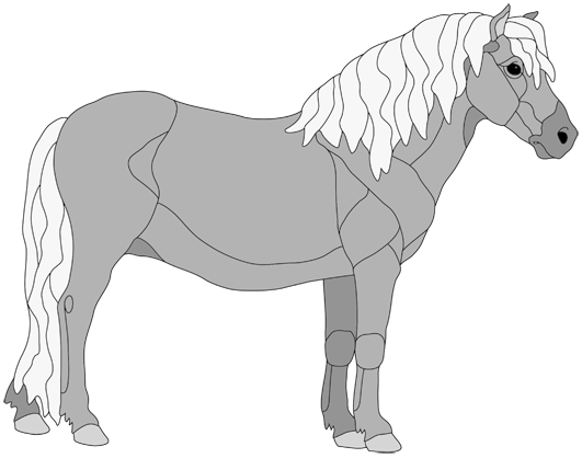 Shetland Pony