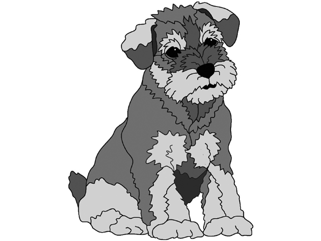 Schnauzer Puppy