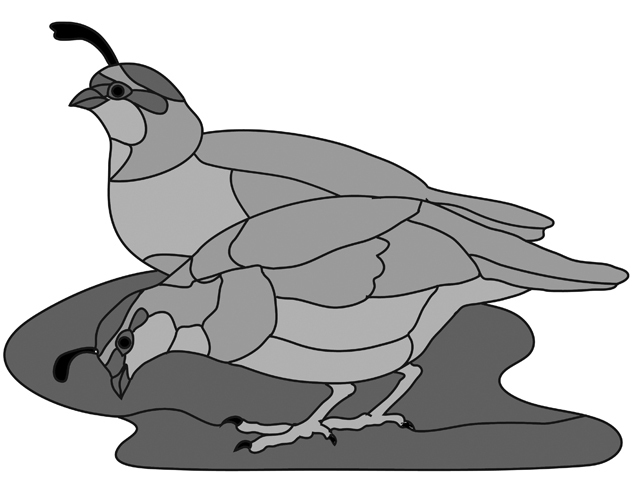 Quail Female Covey