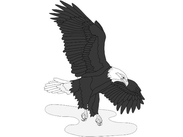 Flying Eagle Oversized