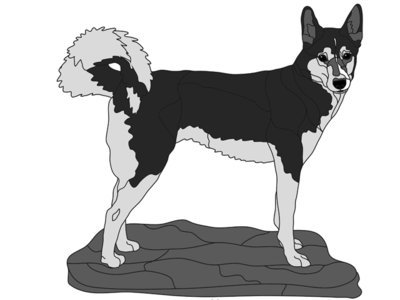 Alaskan Husky