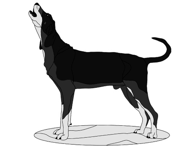 Blue-tick Hound