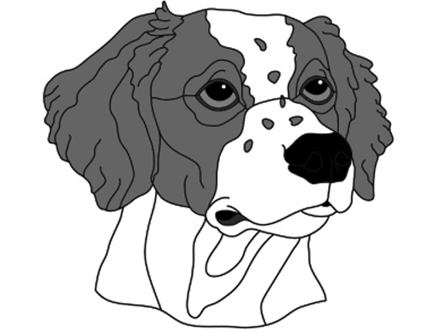 Brittany Spaniel Head #2
