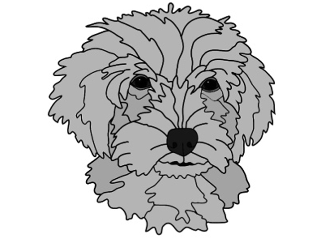 Cockapoo Head