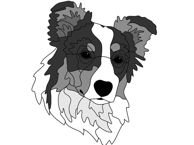 Australian Shepherd Head #2