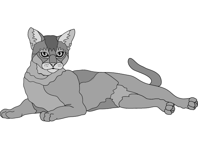 Abyssinian Cat lying